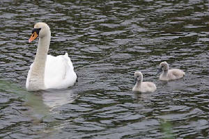 swan and cygnets [click for larger image]