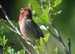 Rose Finch [click for larger image]