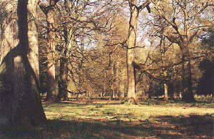 Forest of Dean near The Speech House
