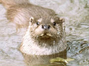 swimming otter