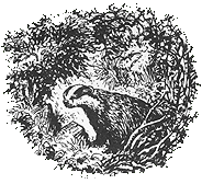 badgersketch.gif